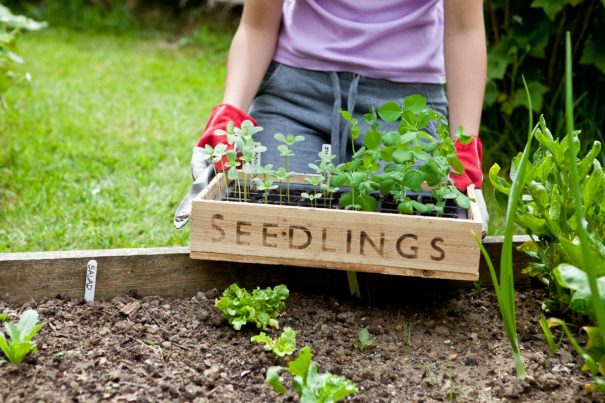 Save The Earth And Better Yourself 8 Reasons Why Growing Your Own Save The Earth And Better Yourself 8 Reasons Why Growing Your Own Food Is Best Decision You Will Ever Make